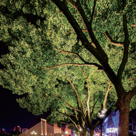 lanscape lighting